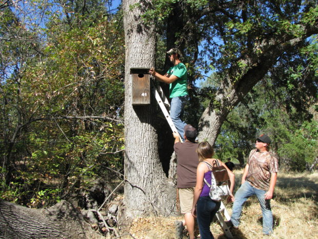 Students install a nest box for wood ducks near a pond at Butte College. Photo: Butte College