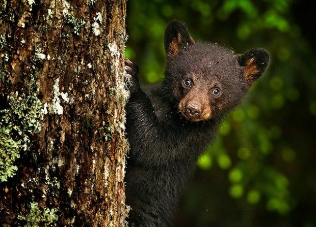 Reintroduction of the black bear has made sightings more common. Photo: Steve Perry