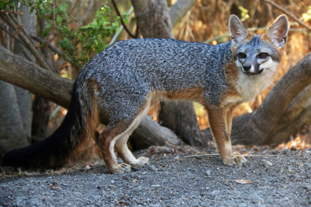 Gray Fox named Cute 9-2-15 Foxing Pathways for Wildlife-Fox named Cute Matedero Cr.-IMG_6448-Greg Kerekez©2015