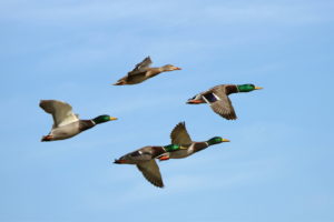 Mallards. Photo by TexasEagle via Flickr Creative Commons