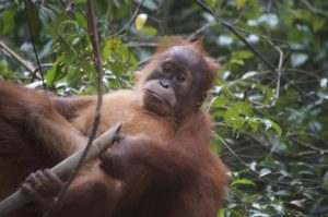 Critically endangered Sumatran Orangutan. Photo by Shannon Hibberd.