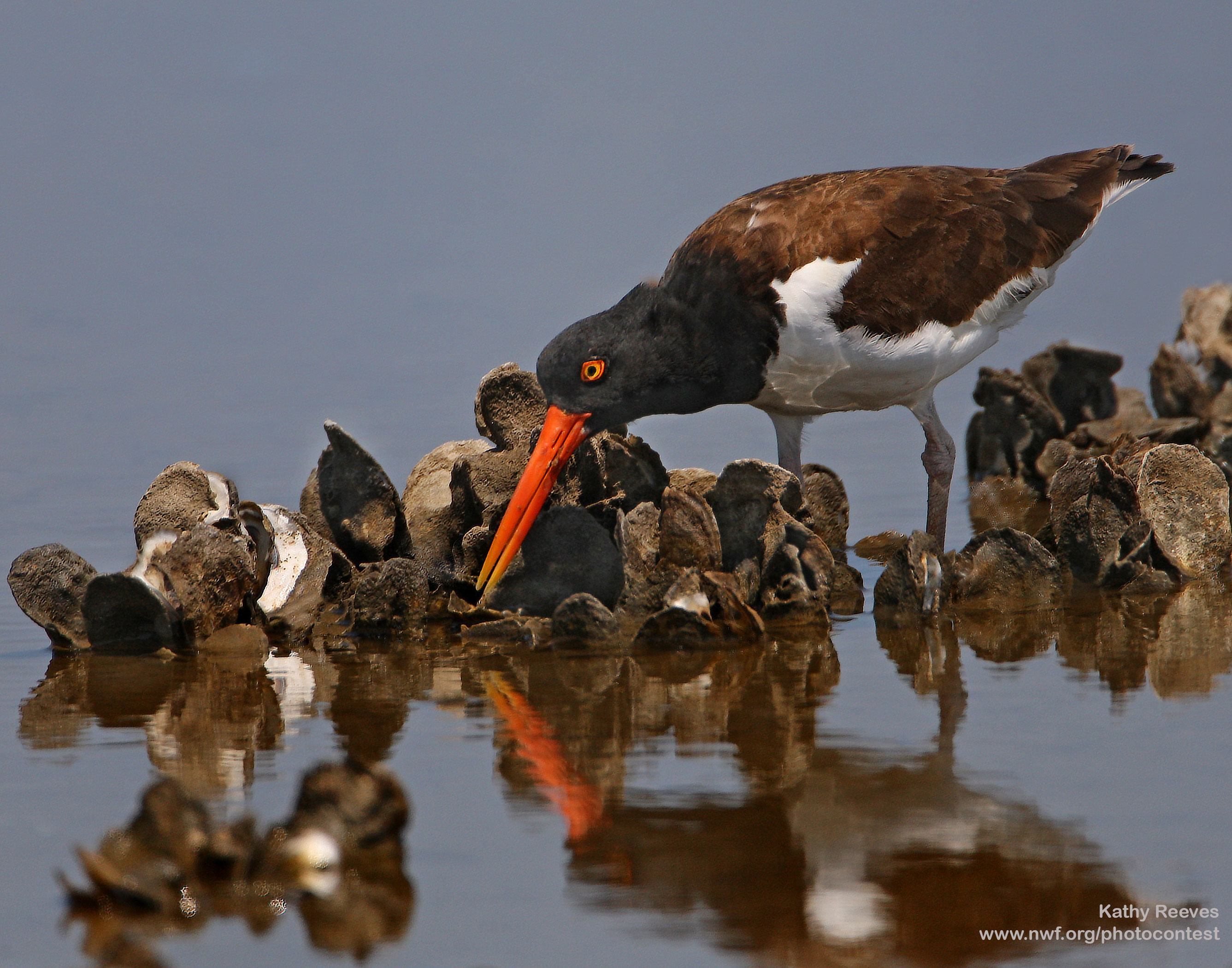 Oystercatchers are just one species that rely on oyster reefs-- but this habitat has declined across the Gulf. Photo donated by National Wildlife Photo Contest entrant Kathy Reeves.