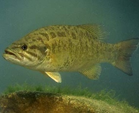 Smallmouth bass. Photo: National Park Service