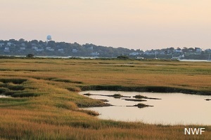 Great Marsh 
