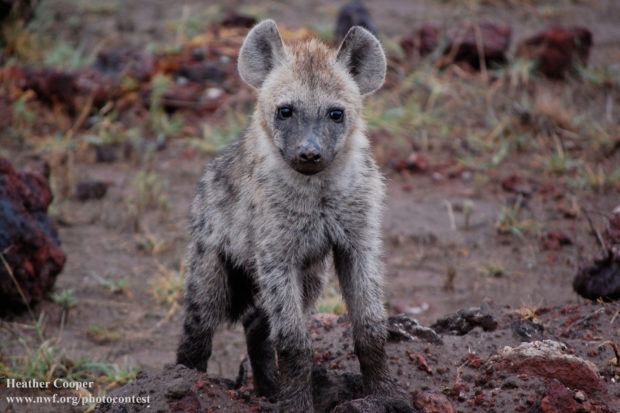 Hyena. Photo donated by National Wildlife Photo Contest entrant Heather Cooper 