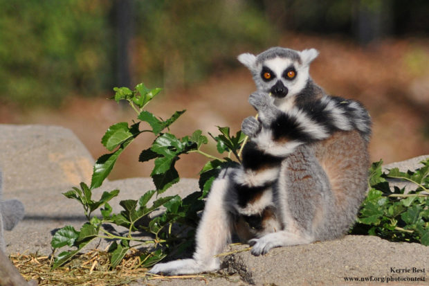 Lemur. Photo donated by National Wildlife Photo Contest entrant Kerrie Best