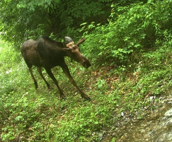 Moose near culvert in Elmore, VT by NWF