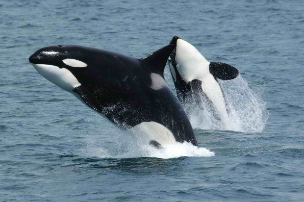Orcas. Photo by Dave Ellifrit, NOAA