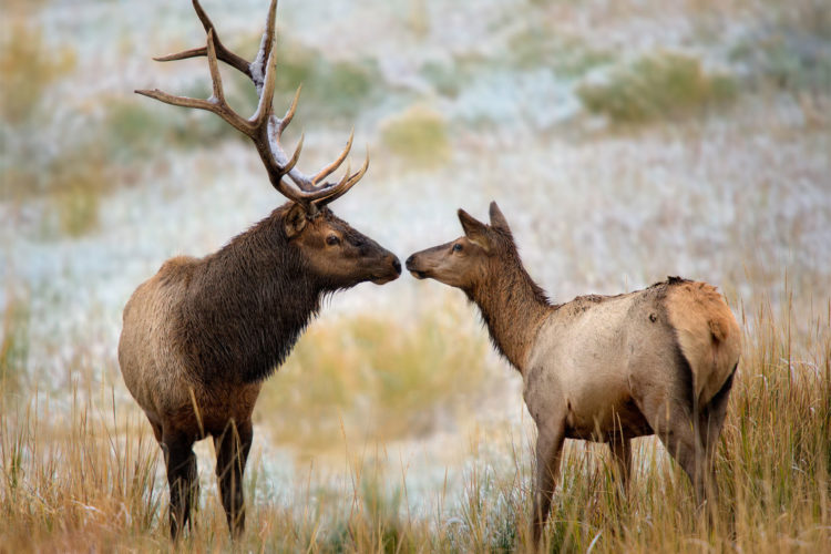 Elk. Photo donated by National Wildlife Photo Contest entrant Steve Perry