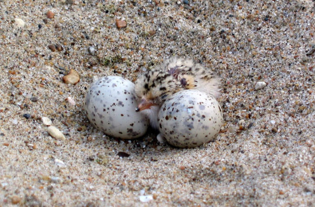 Least tern nest. Photo: Jane Ledwin, USFWS