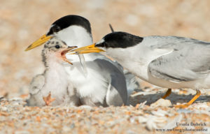 Least tern family. Photo donated by National Wildlife Photo Contest entrant Ursula Dubrick