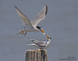 Least terns off the Gulf Coast. Photo donated by National Wildlife Photo Contest entrant Kathy Reeves