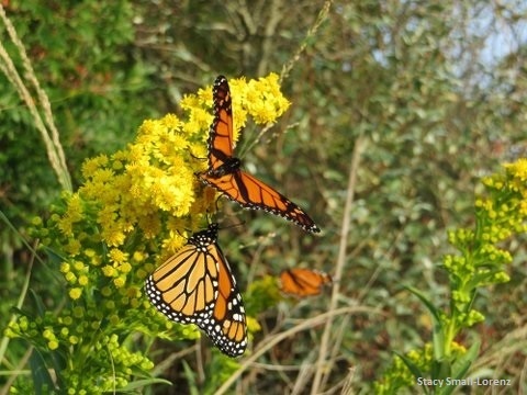 monarch on goldenrod