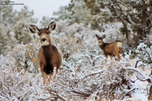 Mule-Deer-in-snow_400328_CarolynMalone_2013
