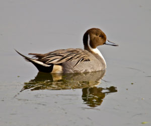pin tail duck