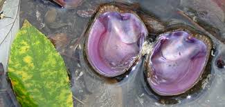purple cat's paw mussel
