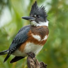 belted kingfisher