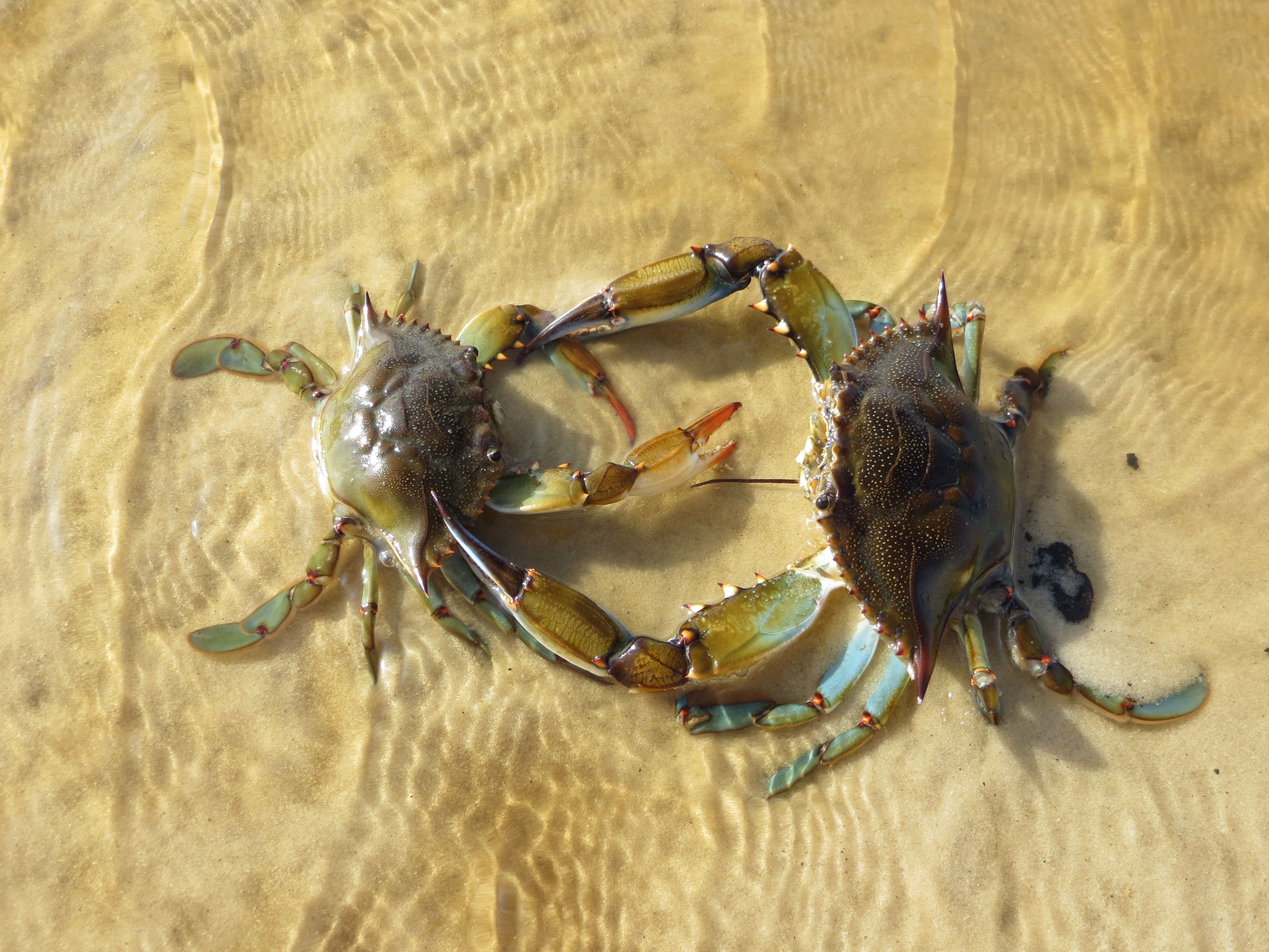 Blue Crab (Photo: Flickr user Rachel Kramer)