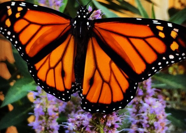 Monarchs need milkweed to lay their eggs.