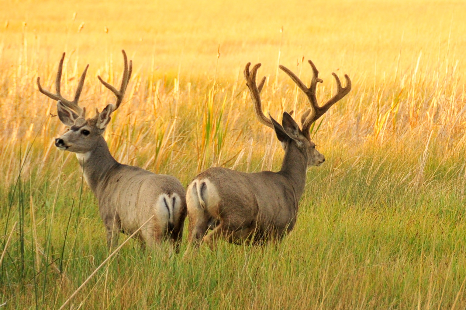 Mule Deer Photo: USFWS