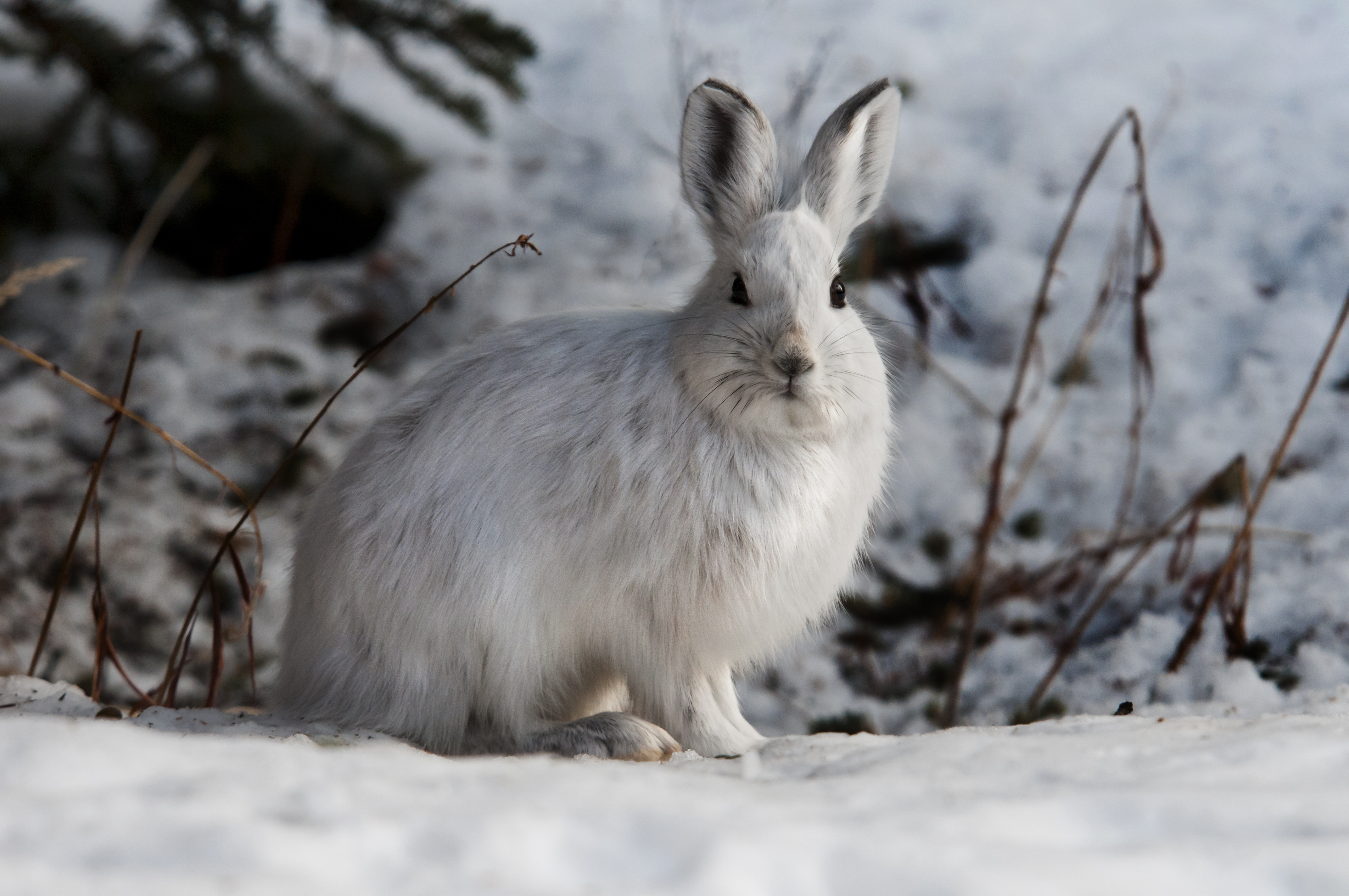 Snowshoe hare (Photo: Denali National Park and Preserve)