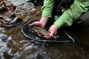 The fate of brook trout in many of our nation's steams rest on successful climate action, like the Clean Power Plan, moving forward. (Photo: Chesapeake Bay Program)