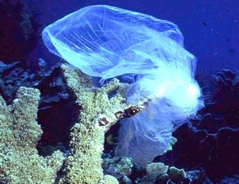 Plastic bags pollute our oceans and harm wildlife.