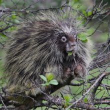 porcupine