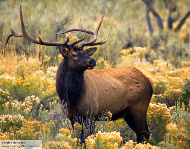 Elk. Photo by National Wildlife Photo contest entrant Sandee Harraden
