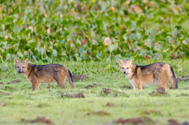 Crab eating foxes. Photo by David Schenfeld via Flickr Creative Commons