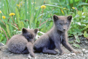arctic fox pups