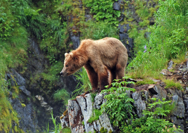 This picture is taken on Kodiak Island of a Grizzly Bear watching the habitat near Fraser Lake. Photo by National Wildlife Photo Contest entrant Steve Prorak. 