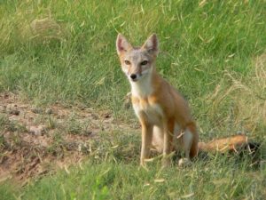 Swift fox on the Kansas prairie. Photo from USFWS