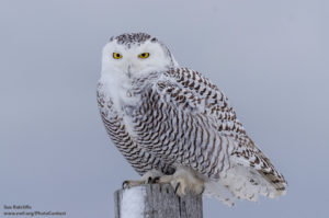 Snowy owl. Photo by National Wildlife Photo Contest entrant Sue Ratcliffe 