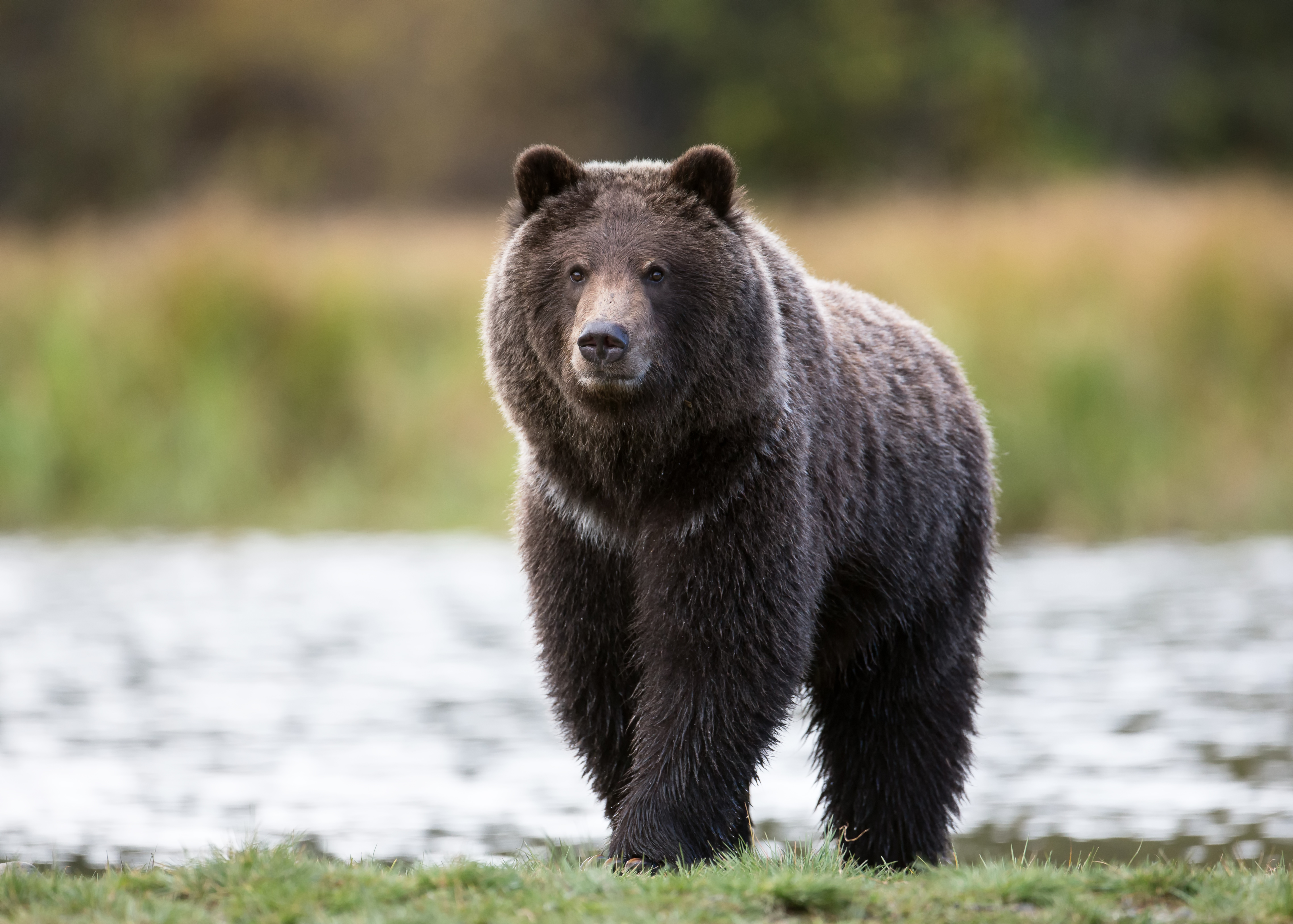 Grizzly Bears: Two Truths and a Myth - The National Wildlife Federation Blog