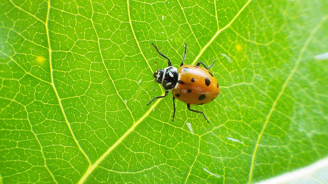 Convergent lady beetle is a predator of aphids and other garden pests. Photo by Gary Chang via Flickr Creative Commons.