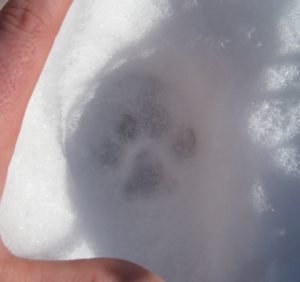 Signs of bobcat near a site in Pittsford, VT. Photo by NWF