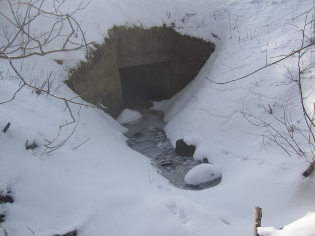Several fisher tracks leading in and out of a culvert in Glover, VT. Photo by VTFWD