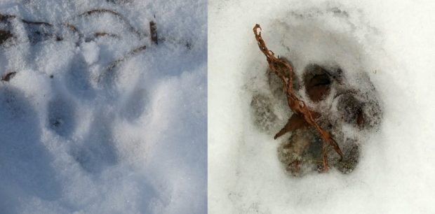 Here are a couple of tracks we came across at two of our camera sites. Can you identify what family of species belongs to these? Photos by NWF (right) and Steve Gifford (left)