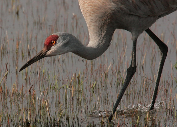 A greater sandhill crane feeds in the wetlands at Malheur National Wildlife Refuge. Photo by USFWS