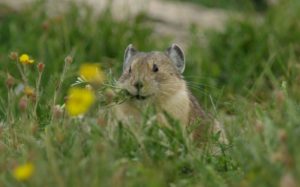 Animals like Pika that depend on cool, high altitude habitat may run out of space and luck without action to curb carbon pollution. Photo by Stephen Torbit