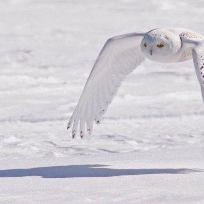 Winter Havens for Snowy Owls • The National Wildlife Federation Blog ...