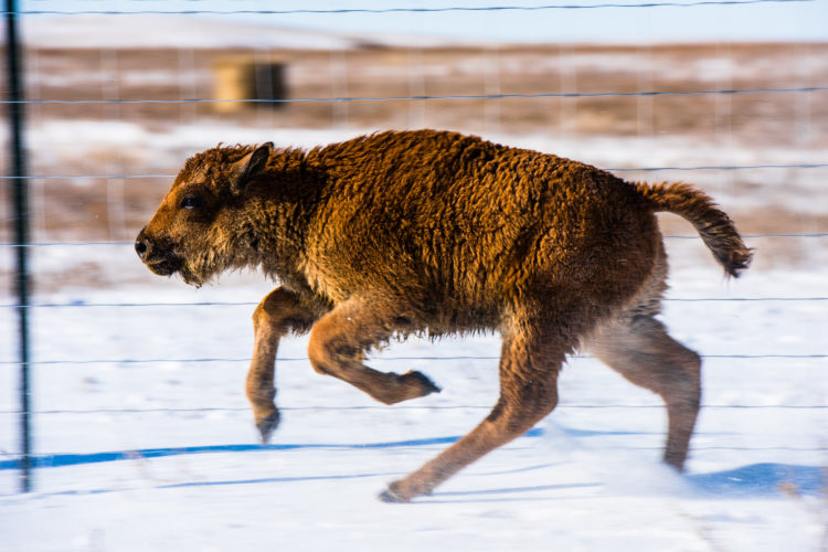 Goldrunner sprints free on the Ft. Peck Reservation