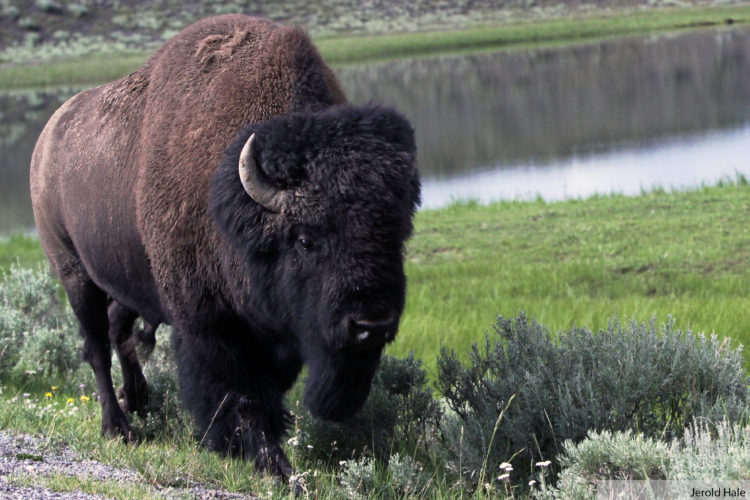 Bison in Yellowstone National Park. Photo donated by National Wildlife Photo Contest entrant Jerold Hale