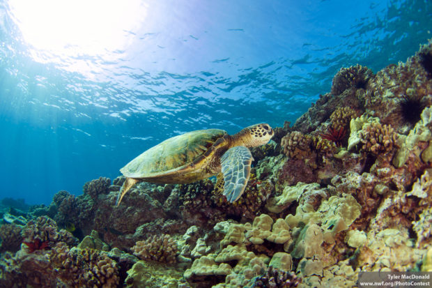 Ridley Me This, Sea Turtle - The National Wildlife Federation Blog