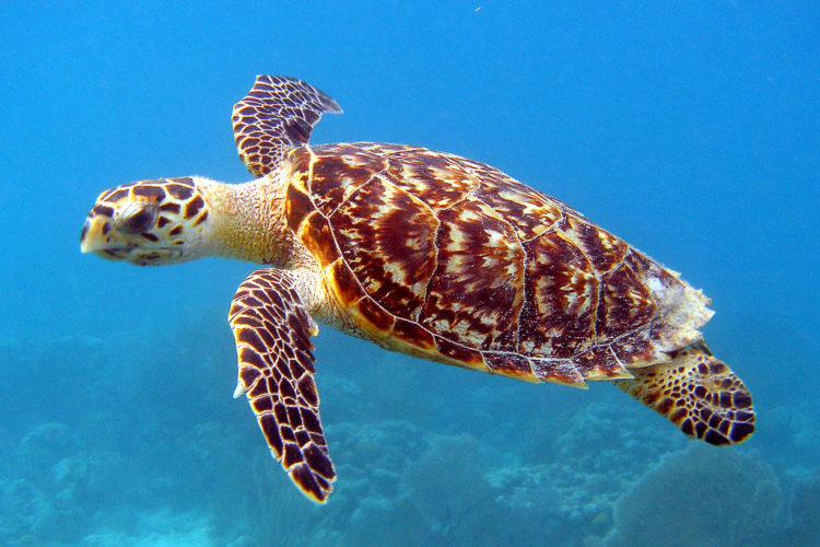 Hawksbill sea turtle. Photo by Carey de Concha, USFWS