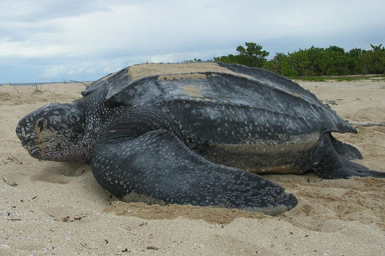 Leatherback sea turtle. Photo from USFWS