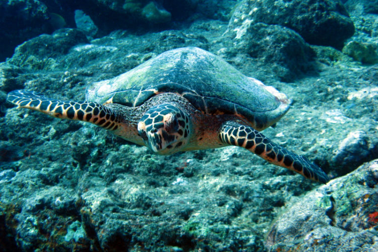 Loggerhead sea turtle. Photo via Flickr Creative Commons