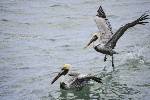 Pelicans in the Gulf of Mexico. Photo by C. P. Ewing via Flickr Creative Commons