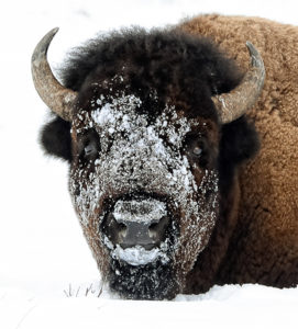 Yellowstone bison. Photo by Steve Woodruff 